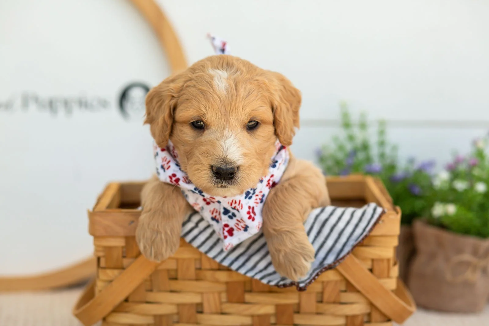 Sonny Goldendoodle for sale(3).jpg