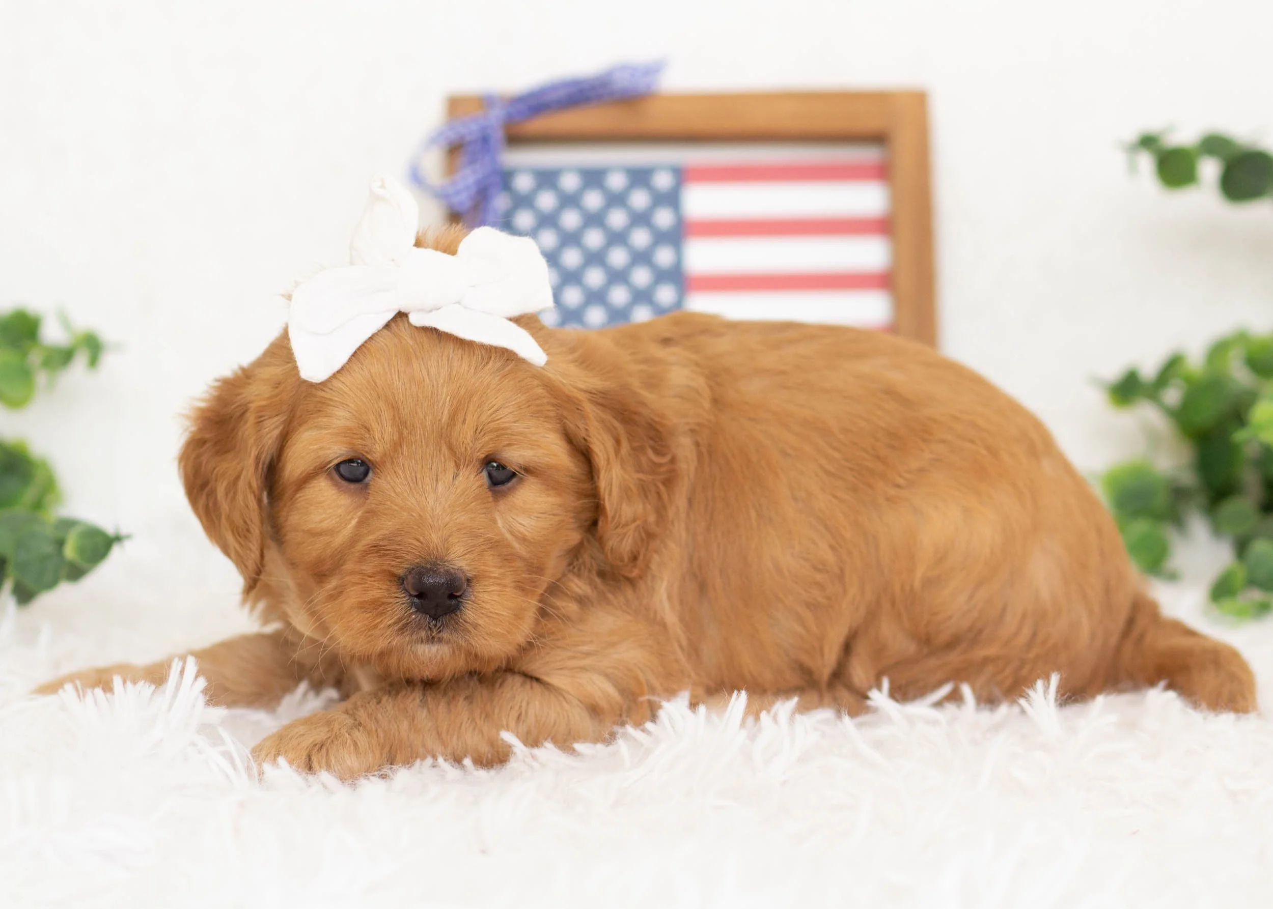 Rachel Goldendoodle For Sale.jpg