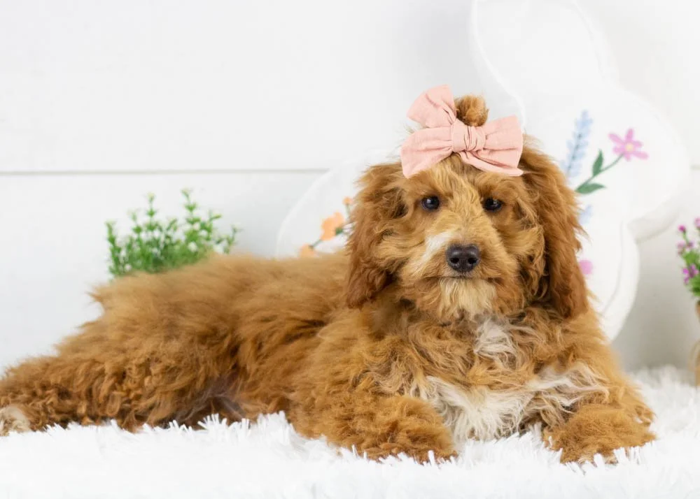 Chilli goldendoodle for sale.jpg