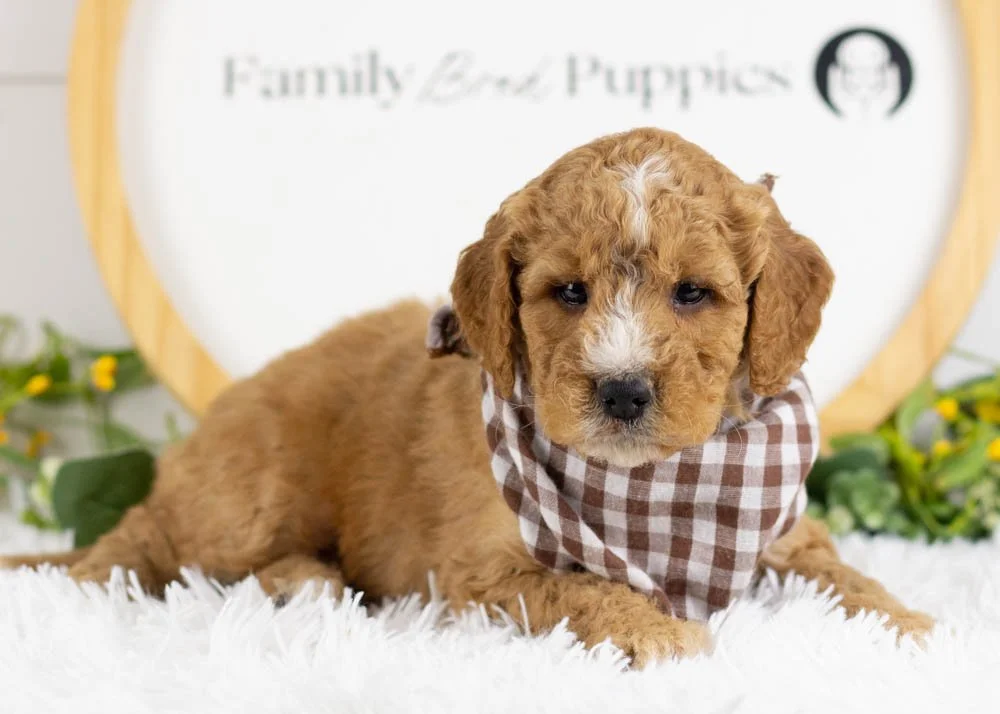 Snowball goldendoodle for sale(1).jpg