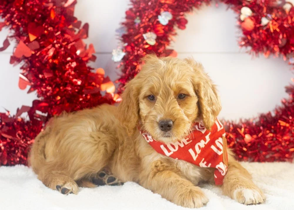 Pecan goldendoodle for sale.jpg
