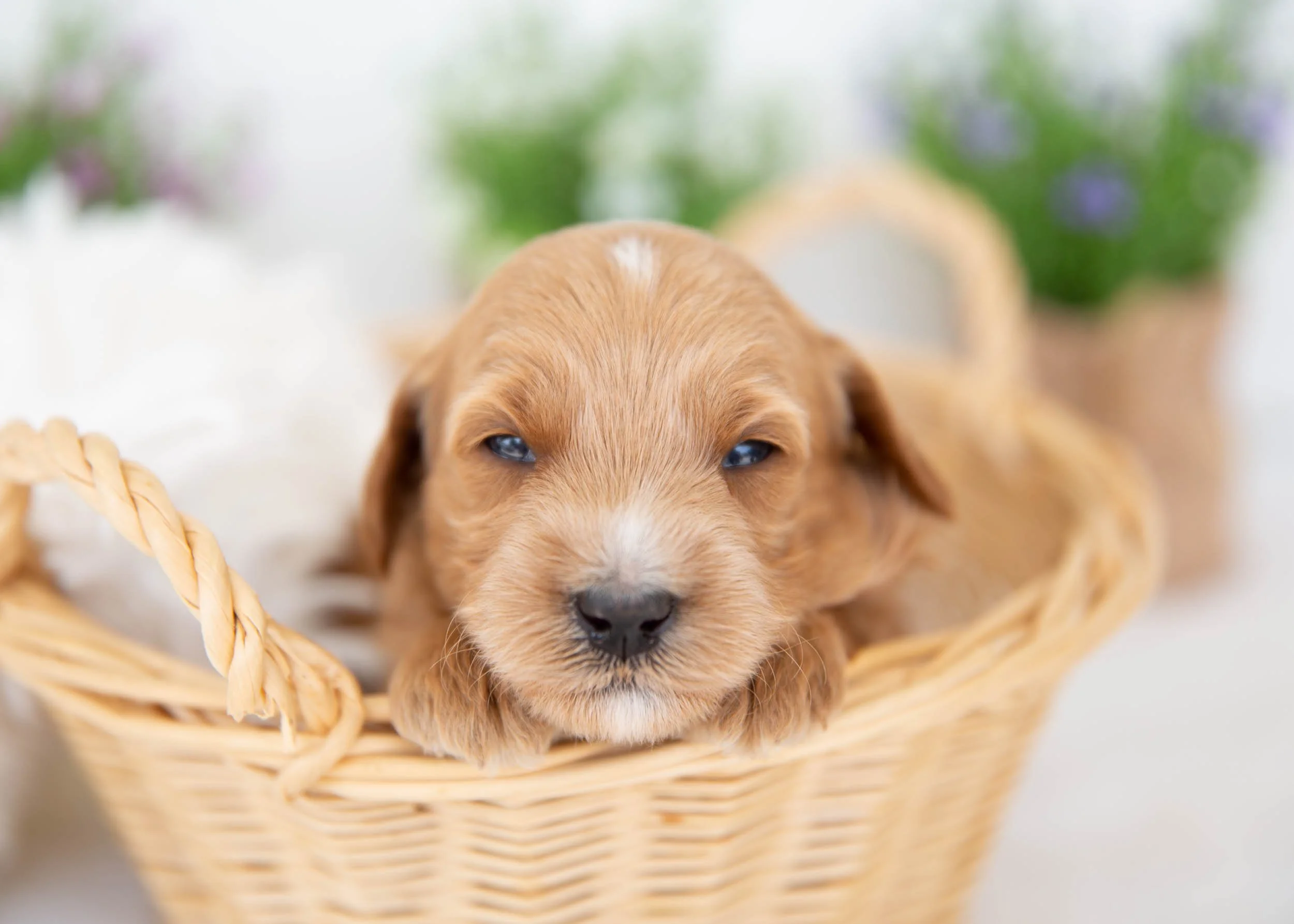 Coconut Goldendoodle for sale.jpg