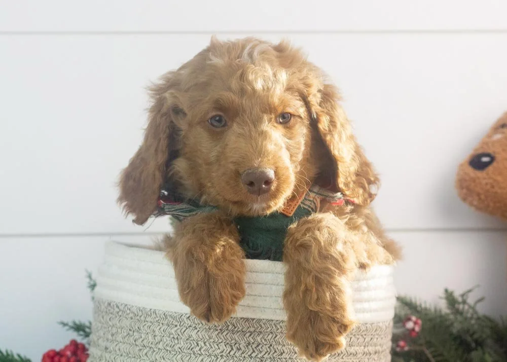Spur goldendoodle for sale.jpg