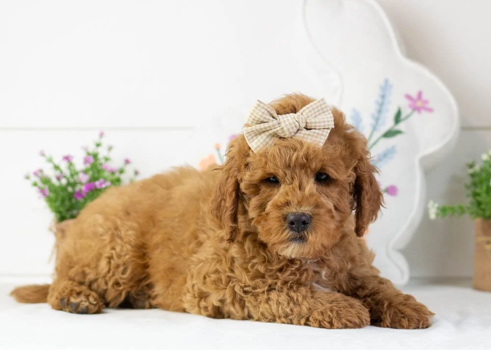 Josiah 1-1-26 Icicle 9.62.jpg