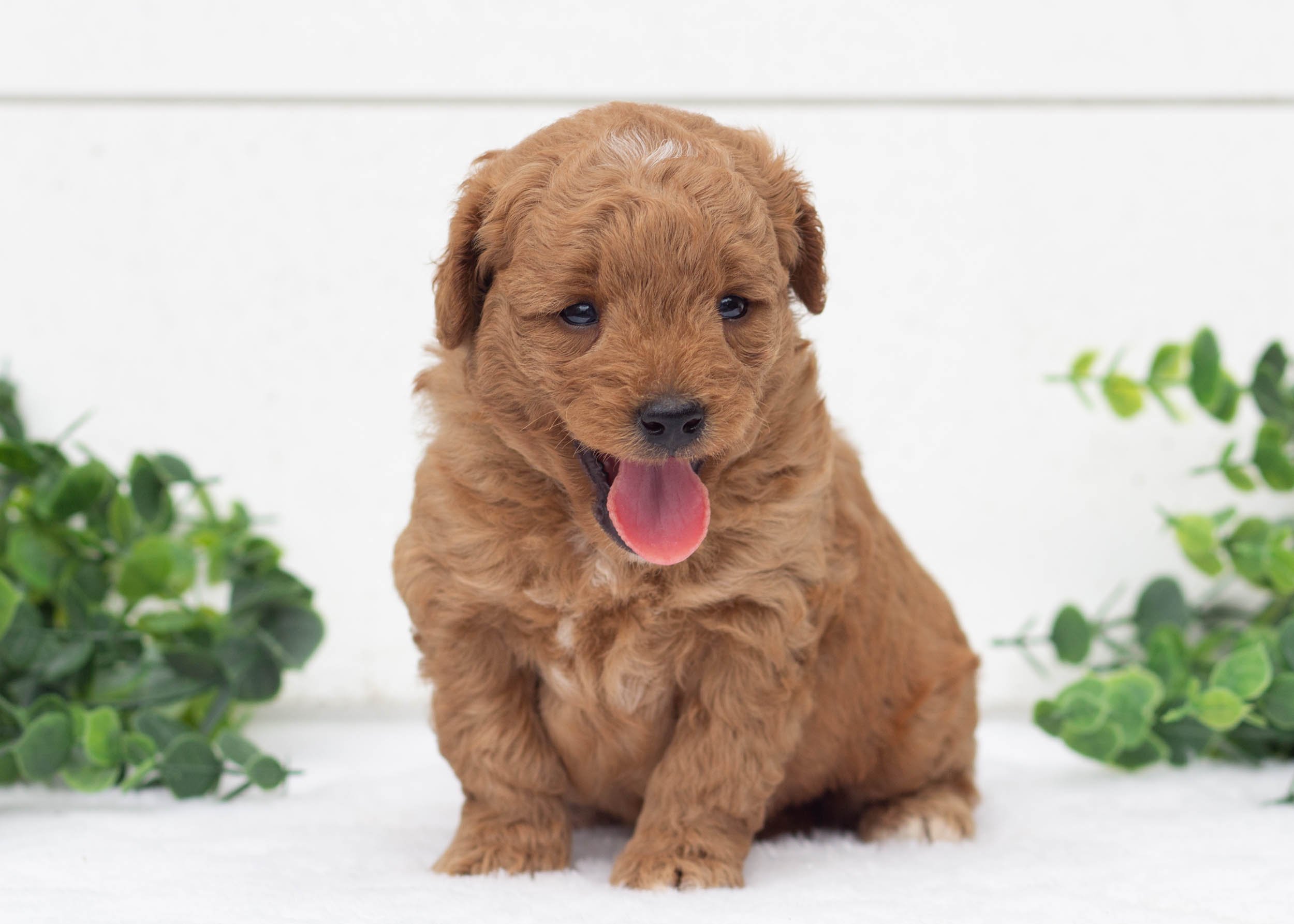Leo Goldendoodle For Sale.jpg