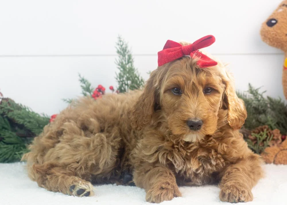 Jazz goldendoodle for sale.jpg