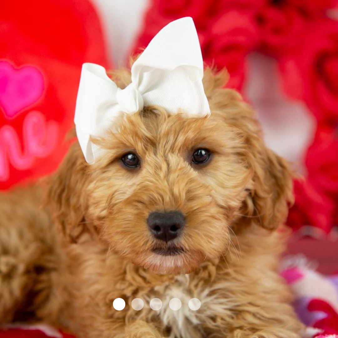 Copy of FBP Design.png