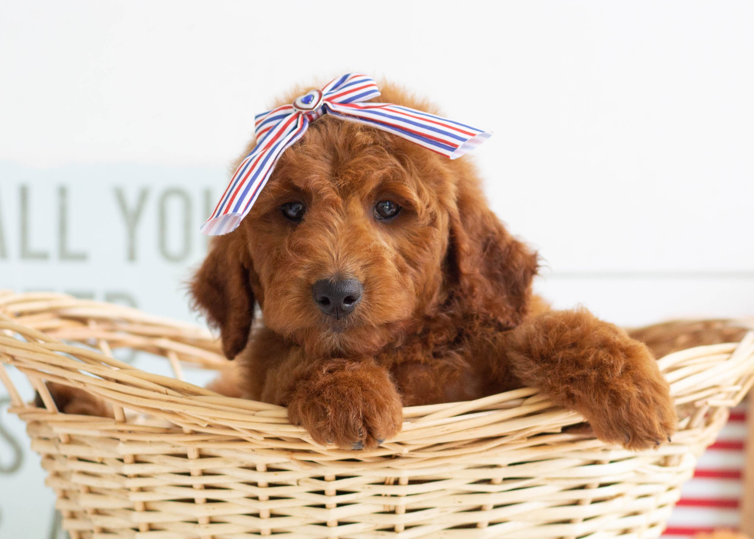 Aspen Goldendoodle For Sale8.jpg