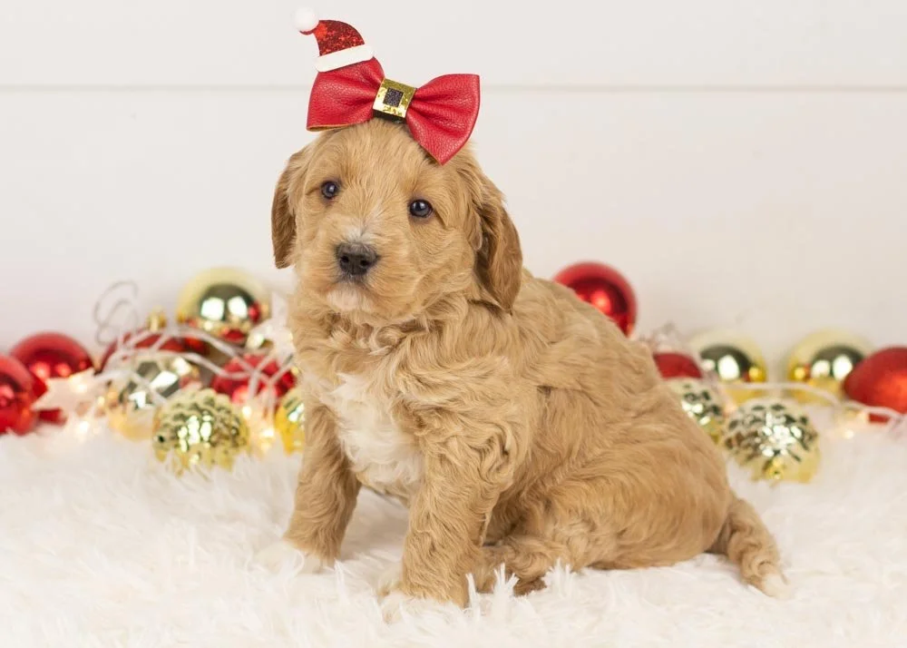 Nessa goldendoodle for sale(2).jpg