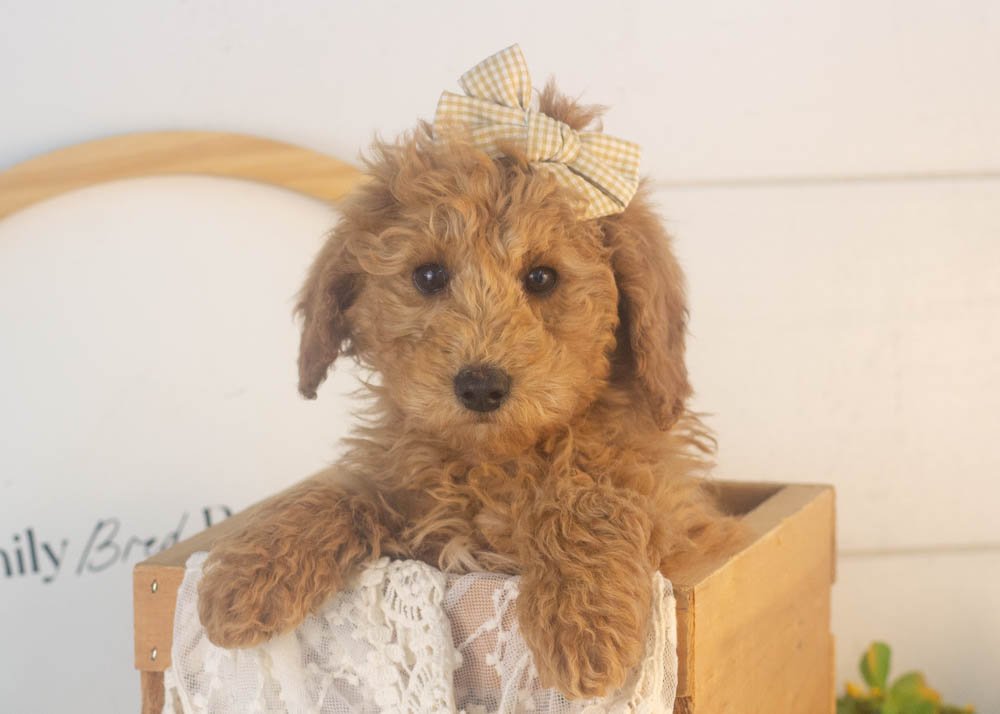 bingo goldendoodle for sale(1).jpg