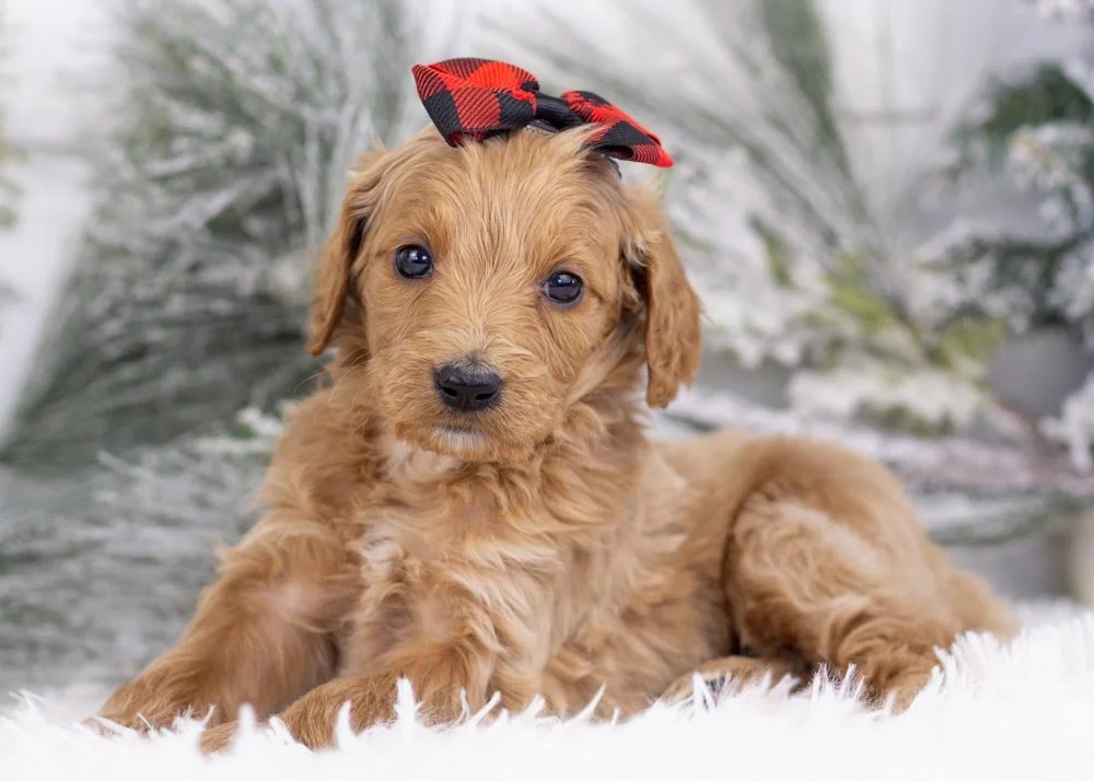 Magic goldendoodle for sale(3).jpg