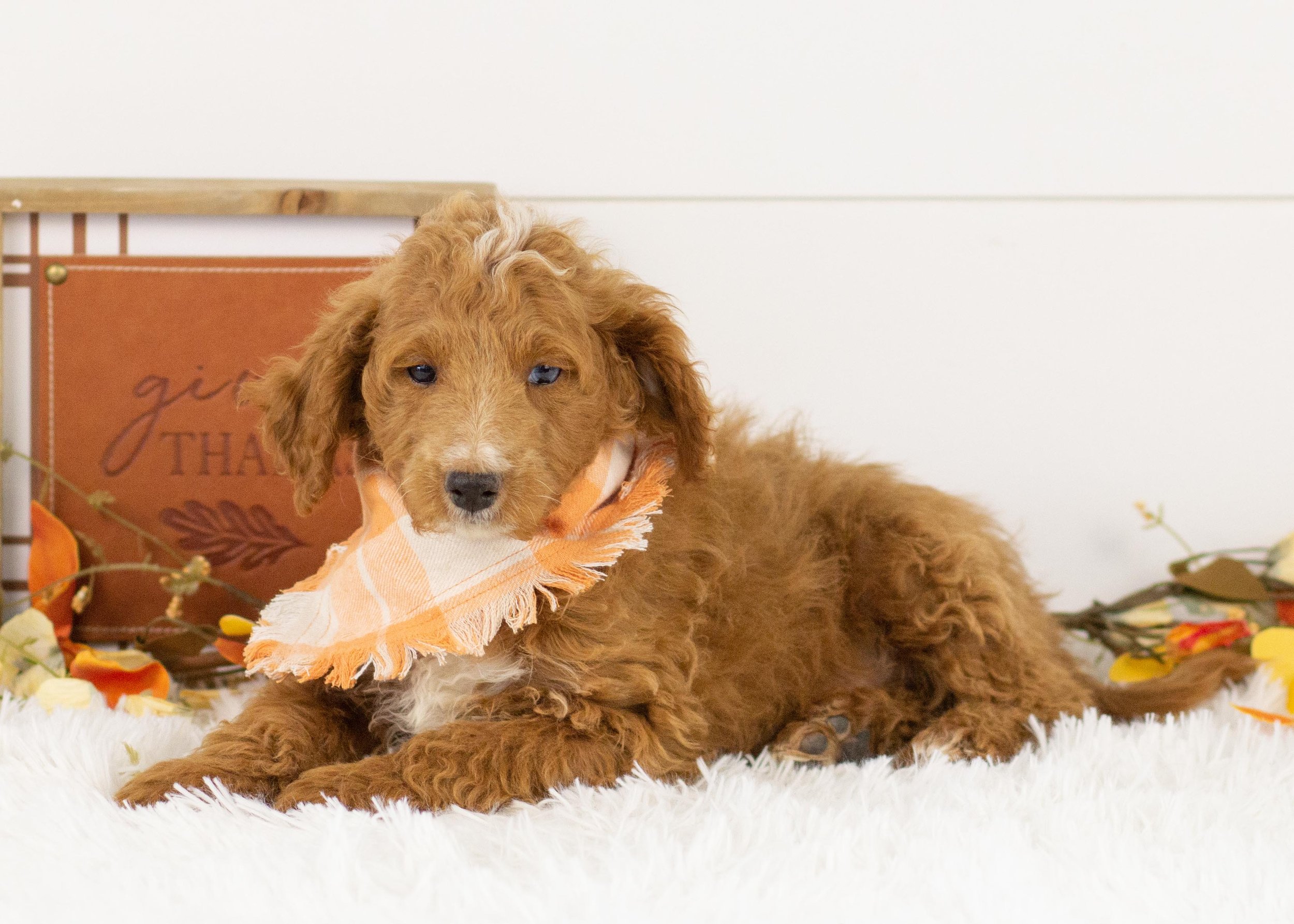 Graham goldendoodle for sale.jpg