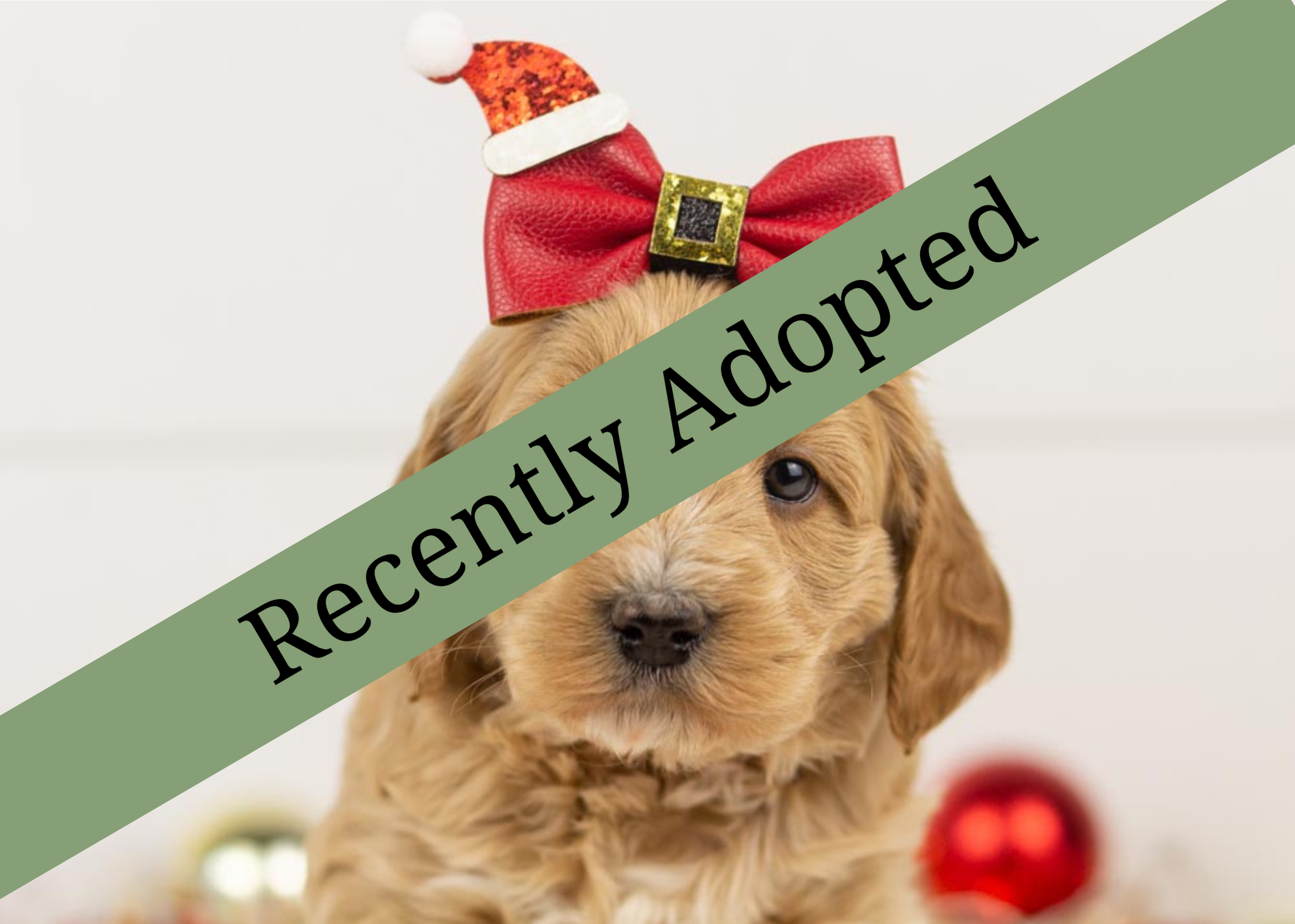 goldendoodle for sale