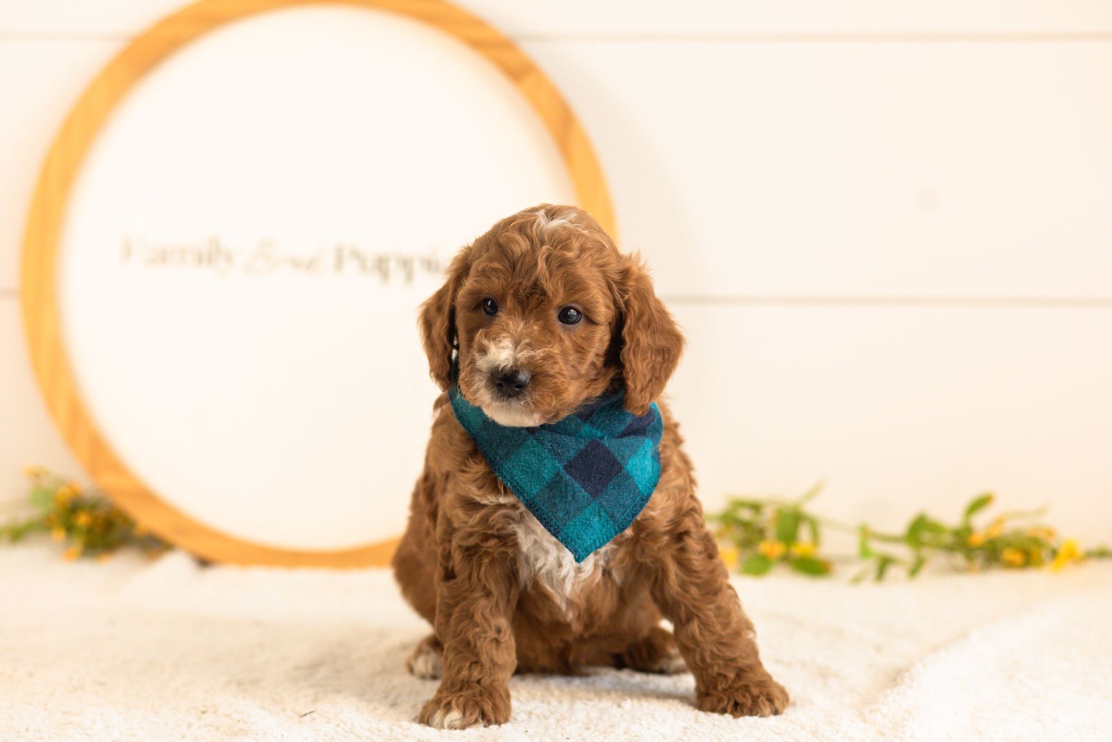 Kai goldendoodle for sale(1).jpg