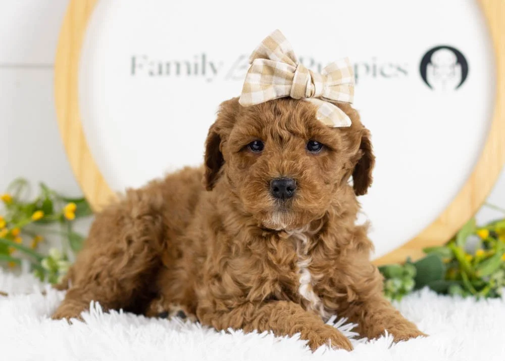 Icicle goldendoodle for sale.jpg