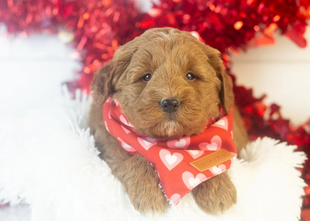 Brody goldendoodle for sale(1).jpg