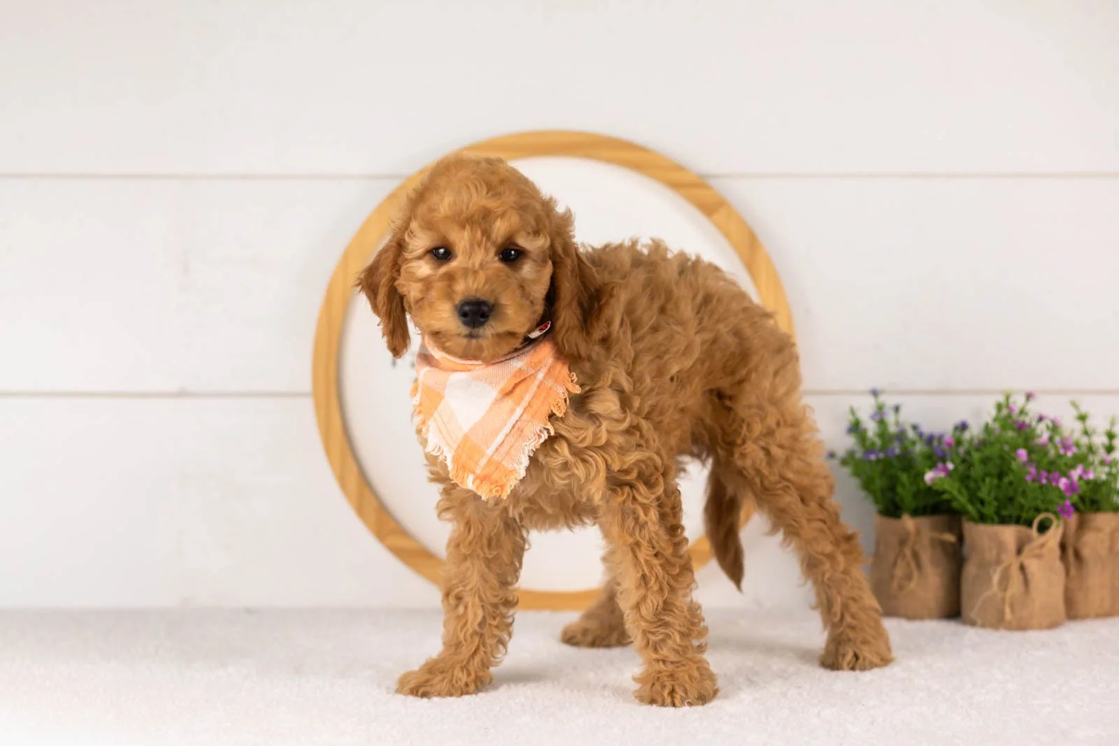 Rainer goldendoodle for sale(1).jpg