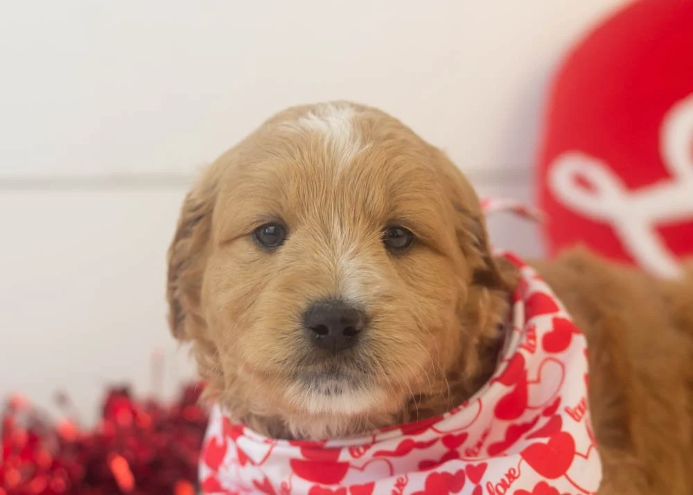 goldendoodle for sale