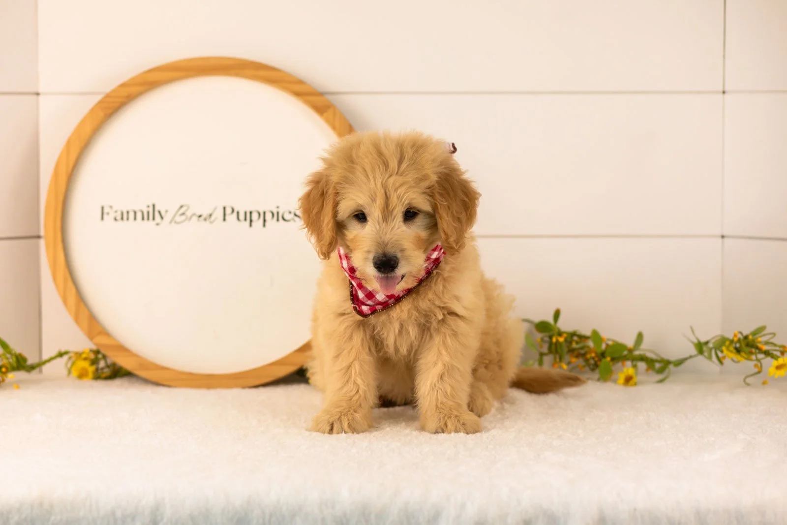 Emery goldendoodle for sale(1).jpg