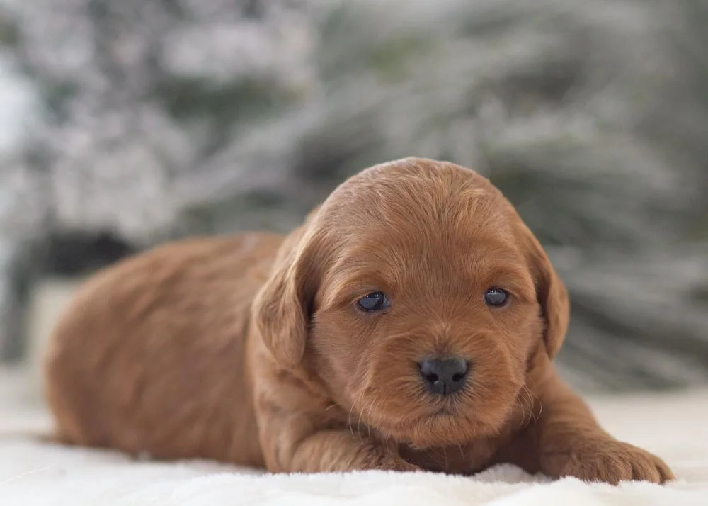 Goldendoodle for sale