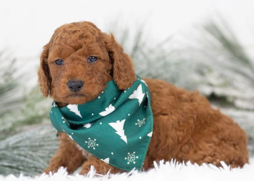 Colt goldendoodle for sale(3).jpg