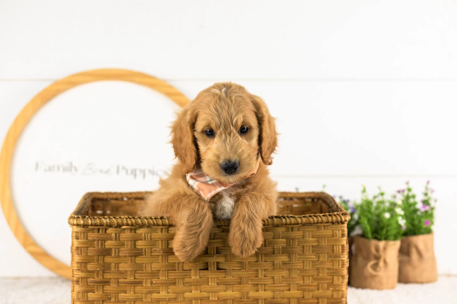 Putzie goldendoodle for sale(3).jpg