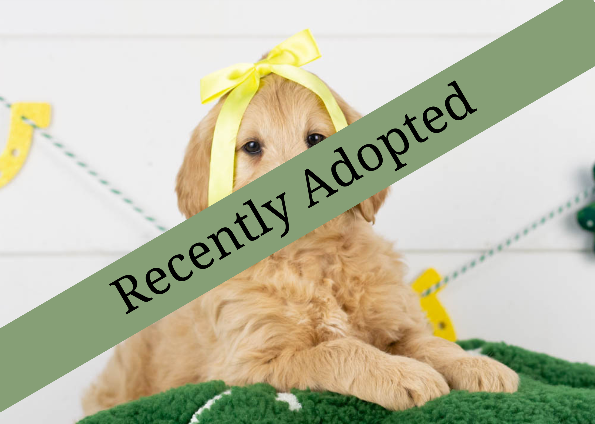 goldendoodle for sale