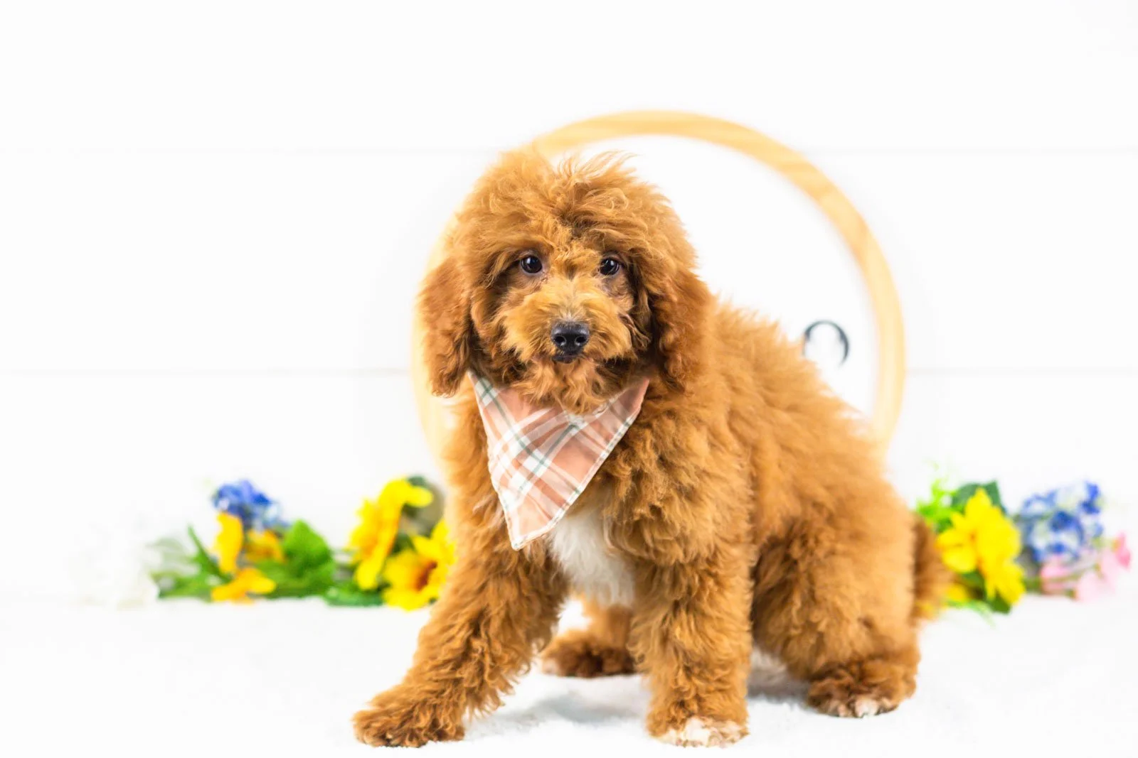 ford goldendoodle for sale.jpg