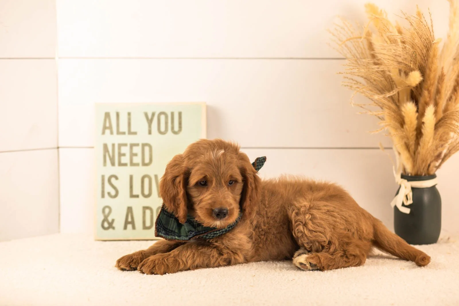 Oscar goldendoodle for sale(4).jpg