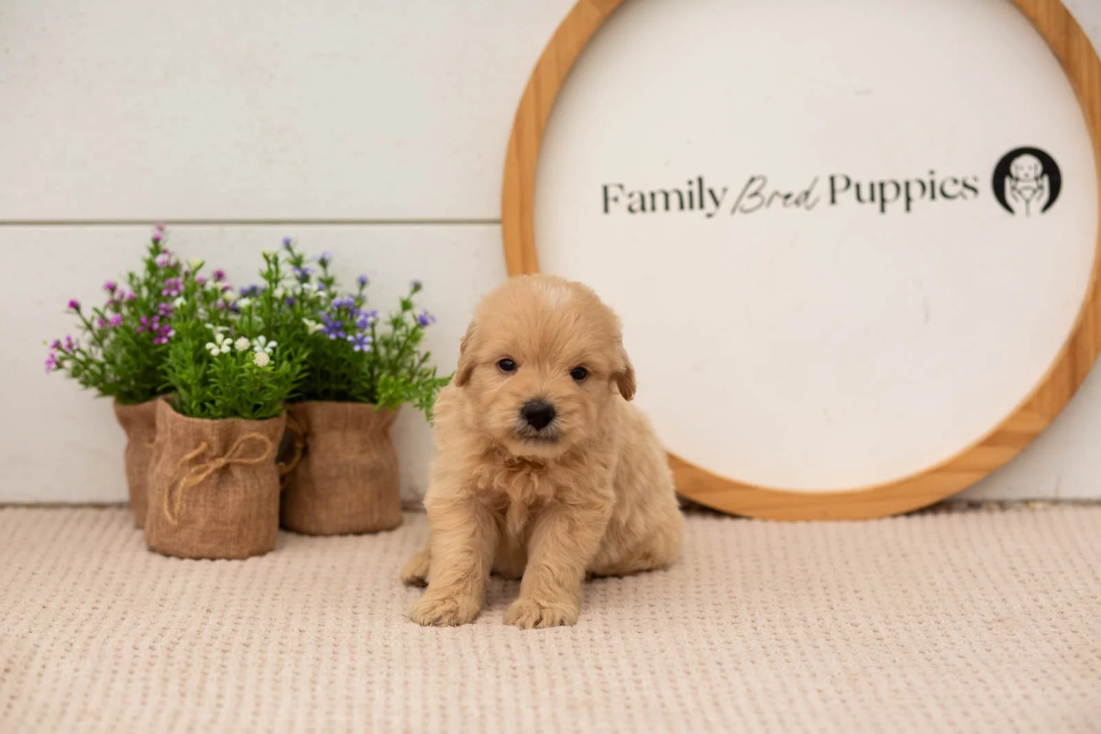 ellie goldendoodle for sale(1).jpg
