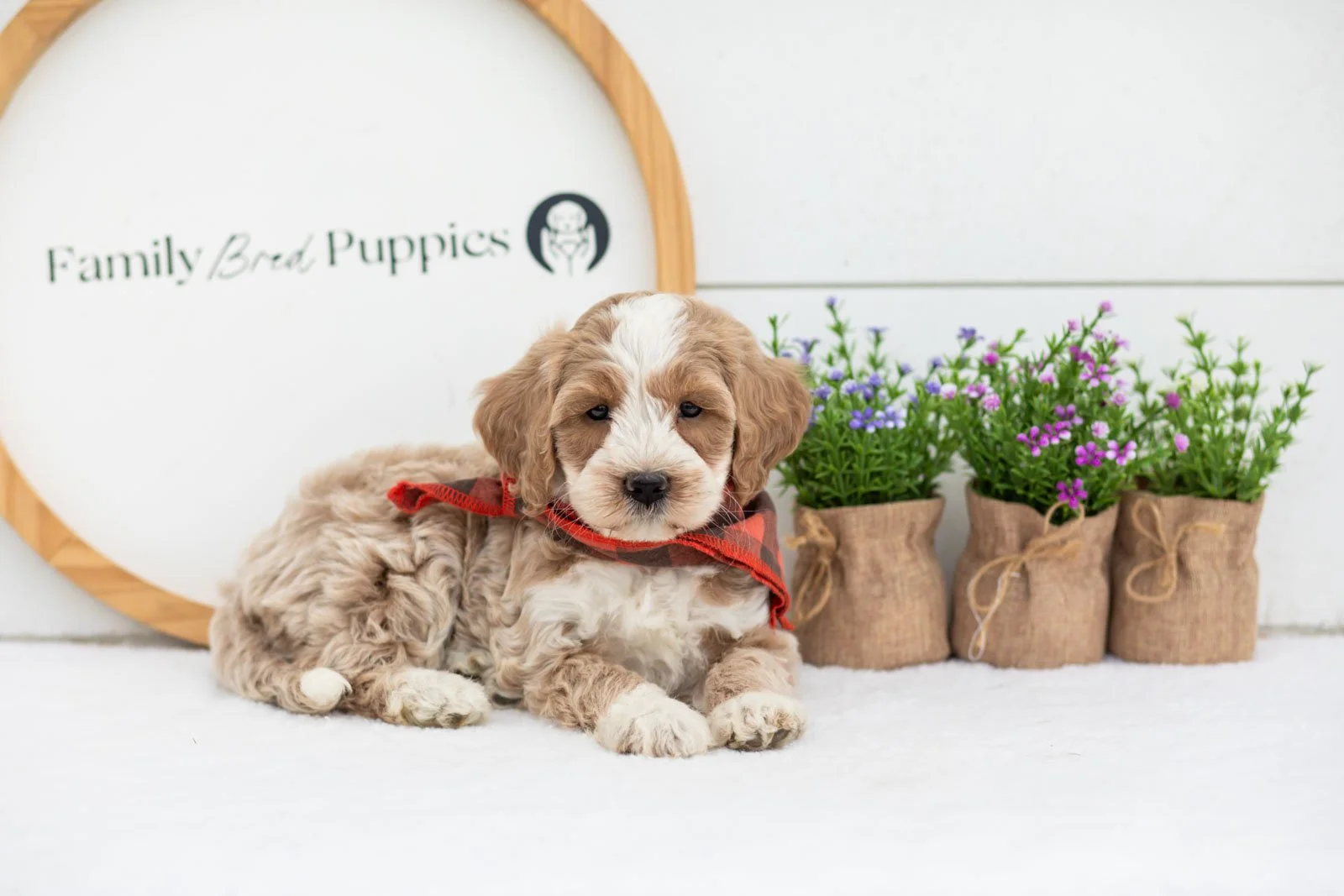 Peter goldendoodle for sale.jpg