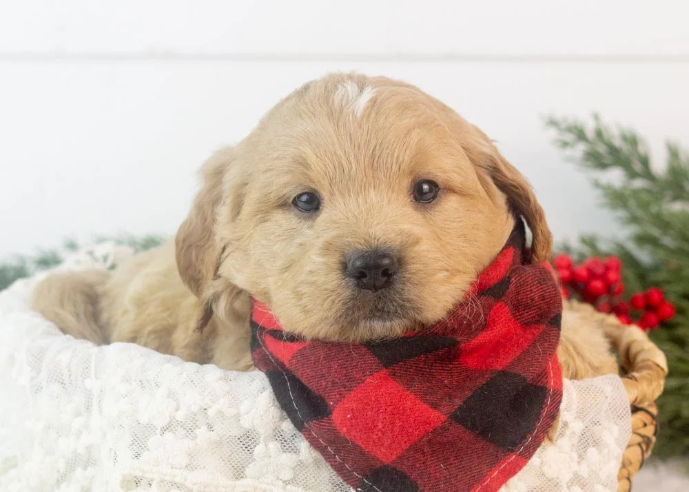 goldendoodle for sale