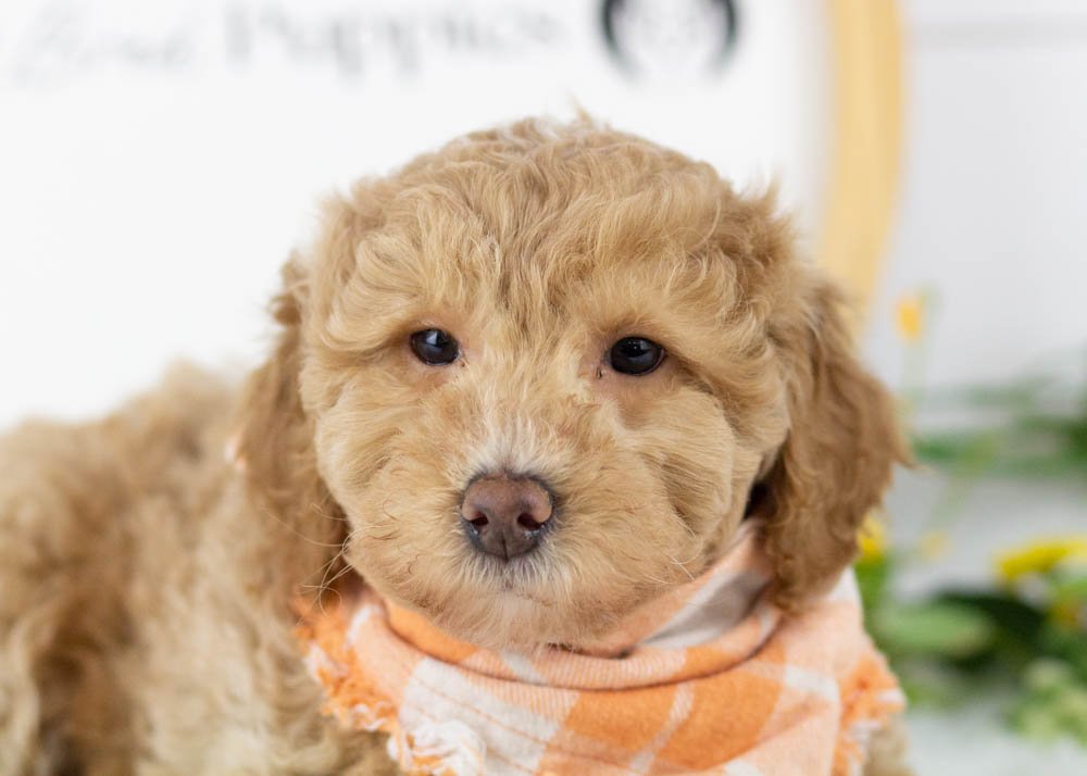 Ohio goldendoodle for sale(2).jpg