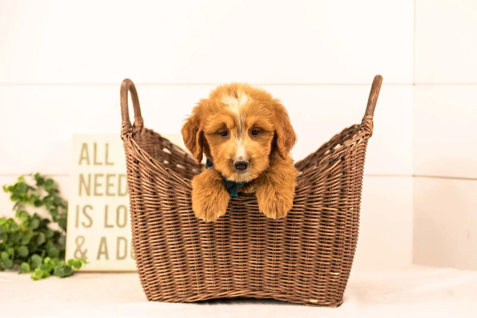 oakley goldendoodle for sale(3).jpg