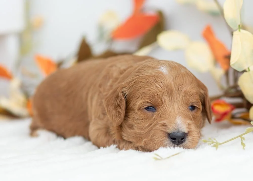 Birthday Cake goldendoodle for sale(1).jpg