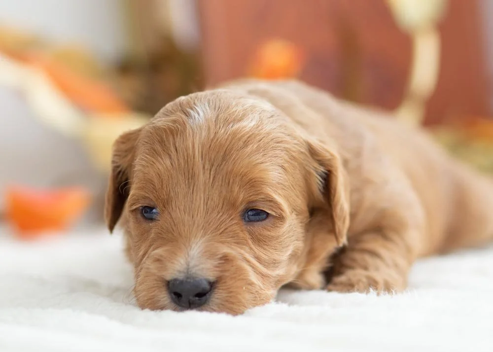 Birthday Cake goldendoodle for sale(2).jpg