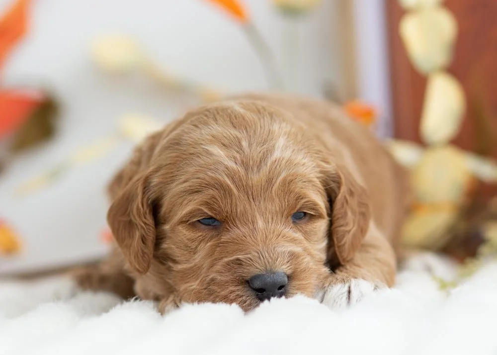Brownie Batter goldendoodle for sale(1).jpg