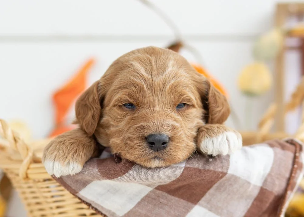 Brownie Batter goldendoodle for sale.jpg