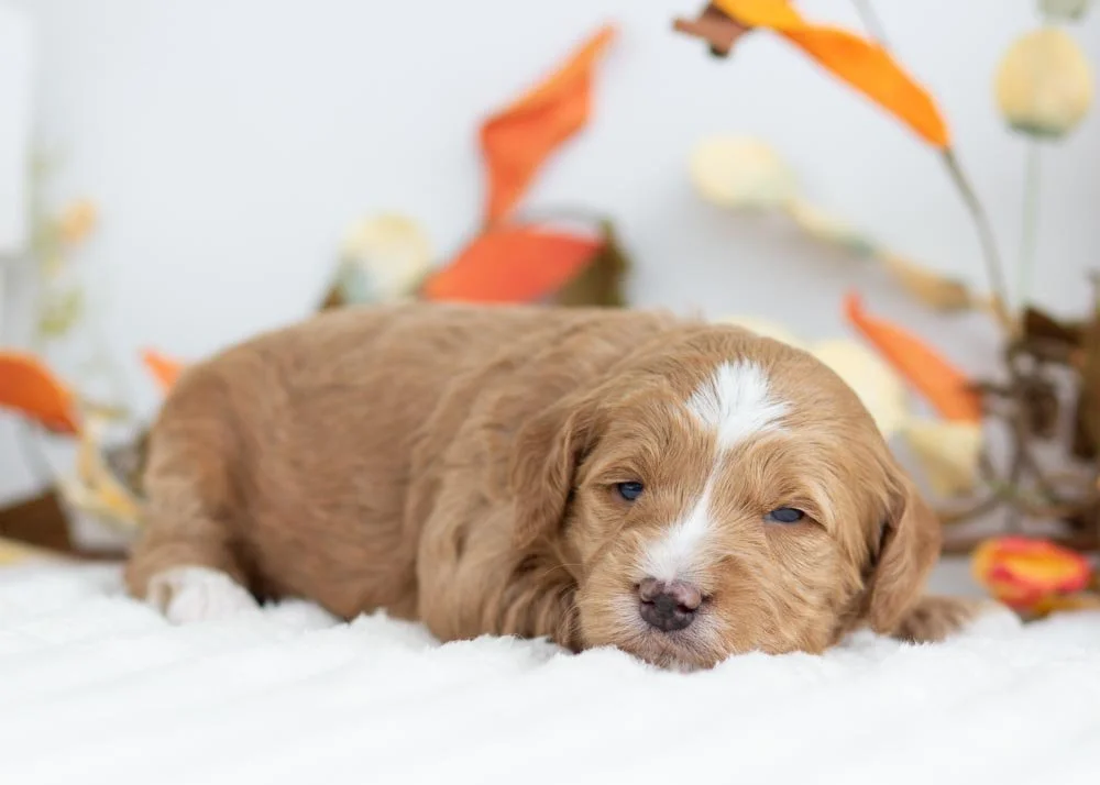 Butter Pecan goldendoodle for sale(2).jpg