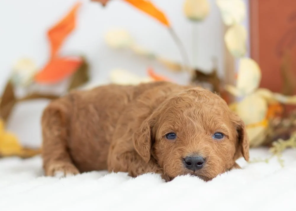 Cookie Dough goldendoodle for sale(2).jpg