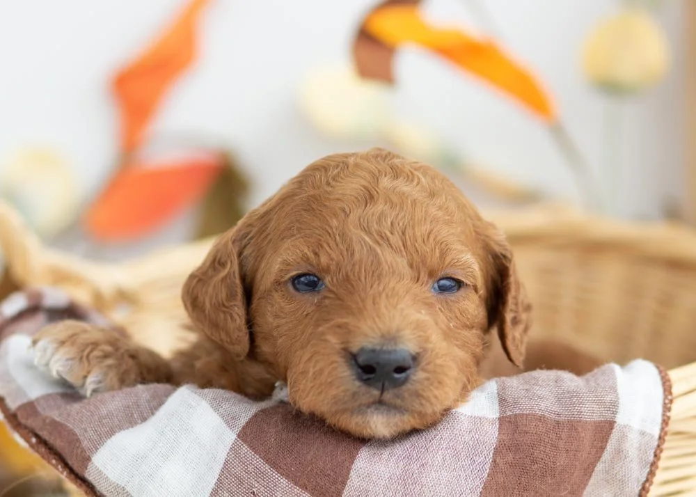 Cookie Dough goldendoodle for sale.jpg
