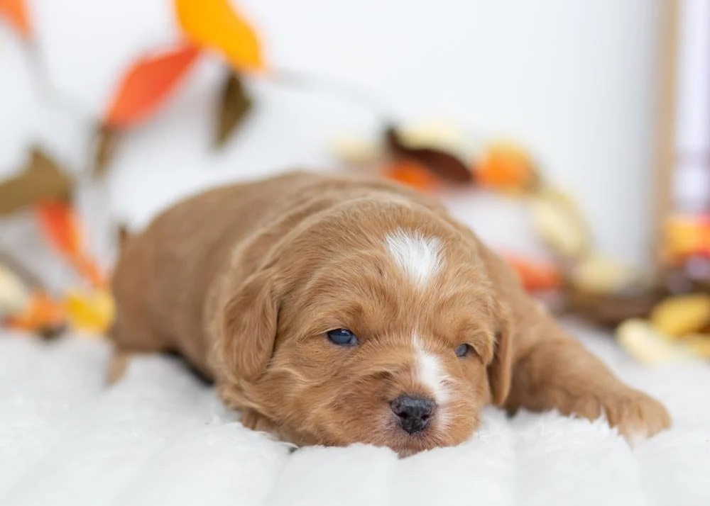 Angel Goldendoodle for sale(1).jpg