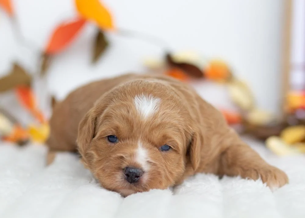 Angel Goldendoodle for sale(2).jpg