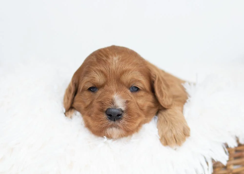 Bell Goldendoodle for sale.jpg