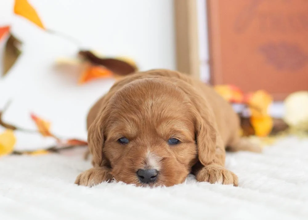 Bell Goldendoodle for sale(3).jpg