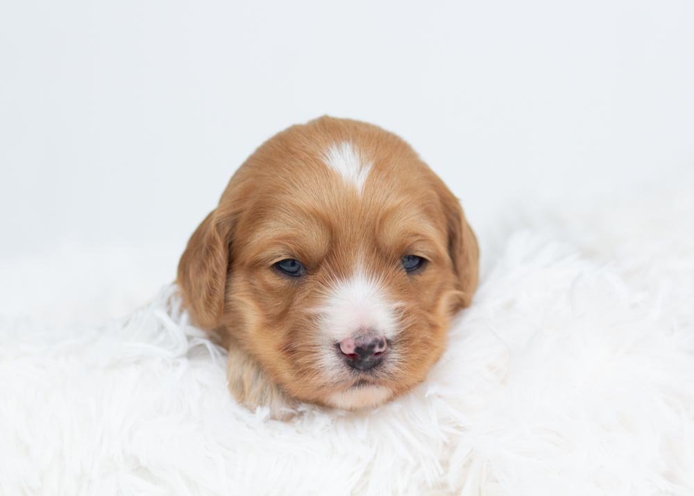 Jingle Goldendoodle for sale.jpg