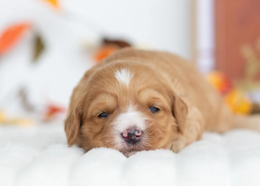 Jingle Goldendoodle for sale(1).jpg