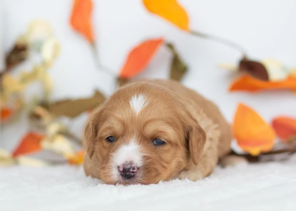 Jingle Goldendoodle for sale(2).jpg