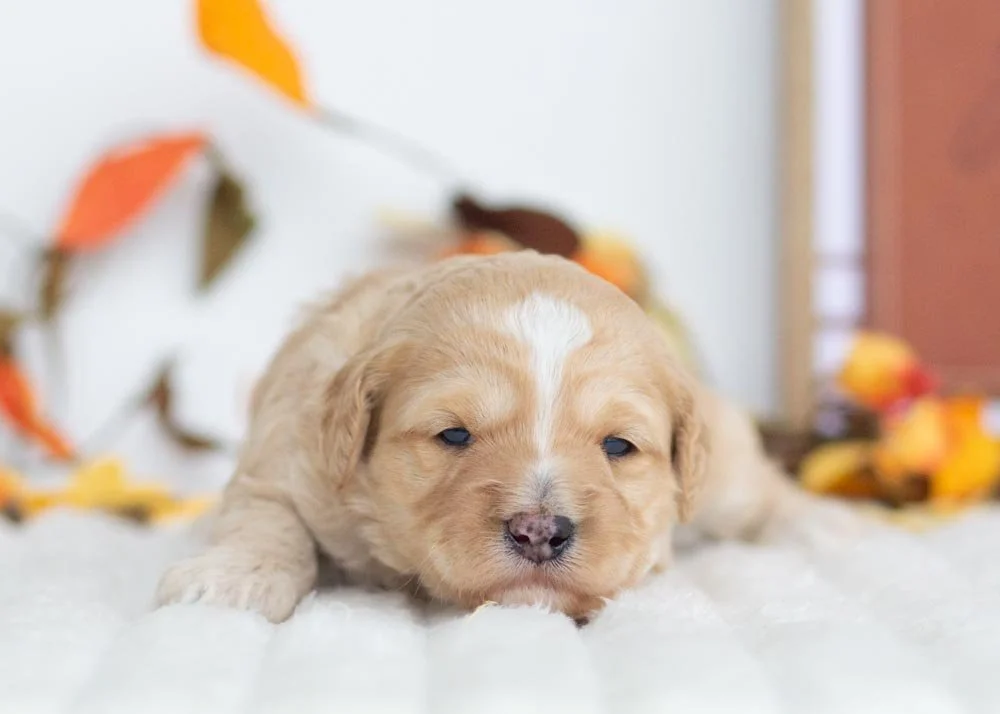 Snowflake Goldendoodle for sale(1).jpg