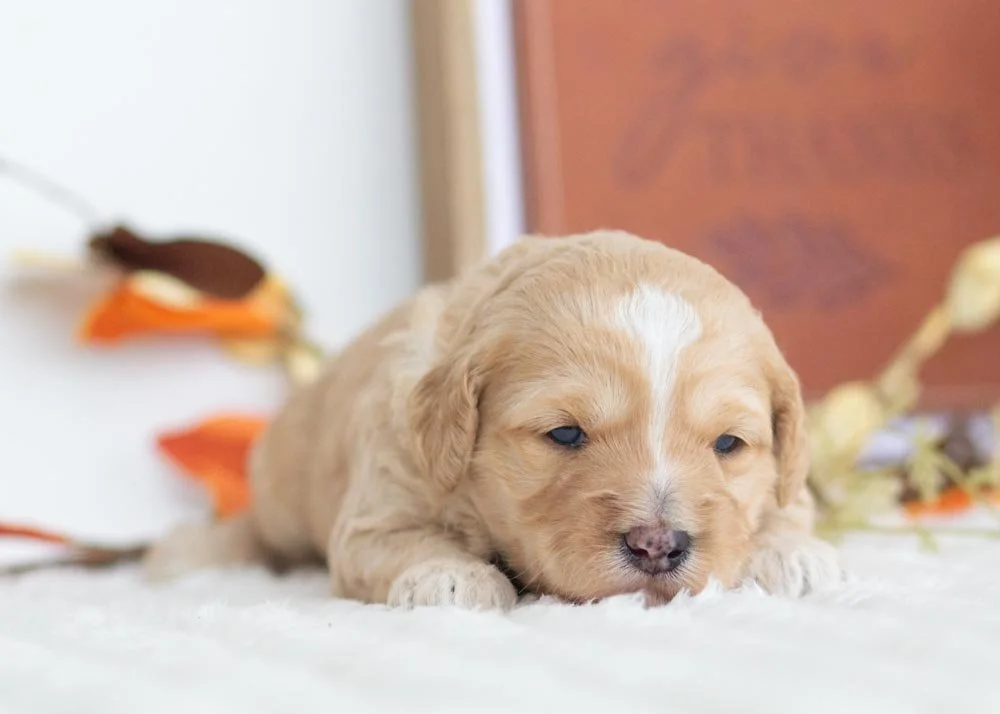 Snowflake Goldendoodle for sale(3).jpg